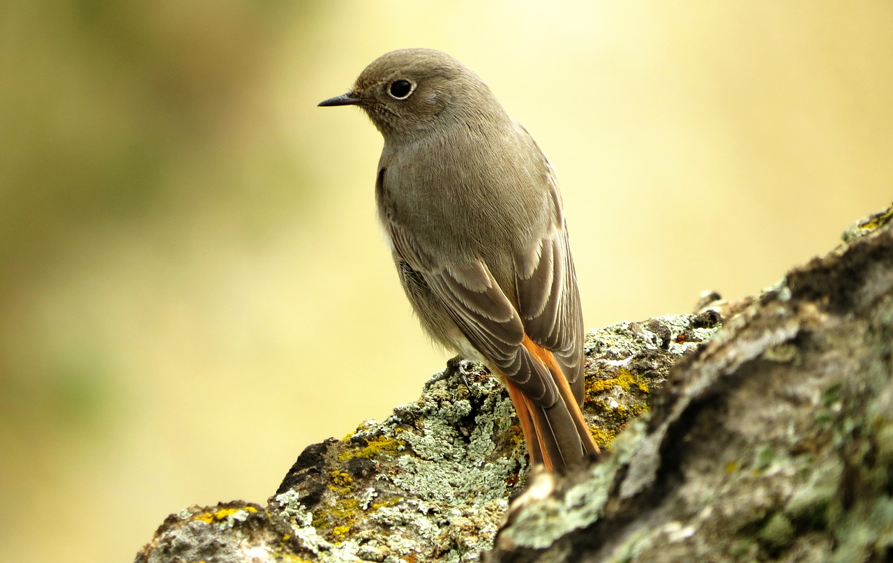 Paukštis, Rašiklis, Uolos, Gyvūnas, Sparnuotas, Plunksnos, Plunksna, Paukščiai, Fauna, Gamta