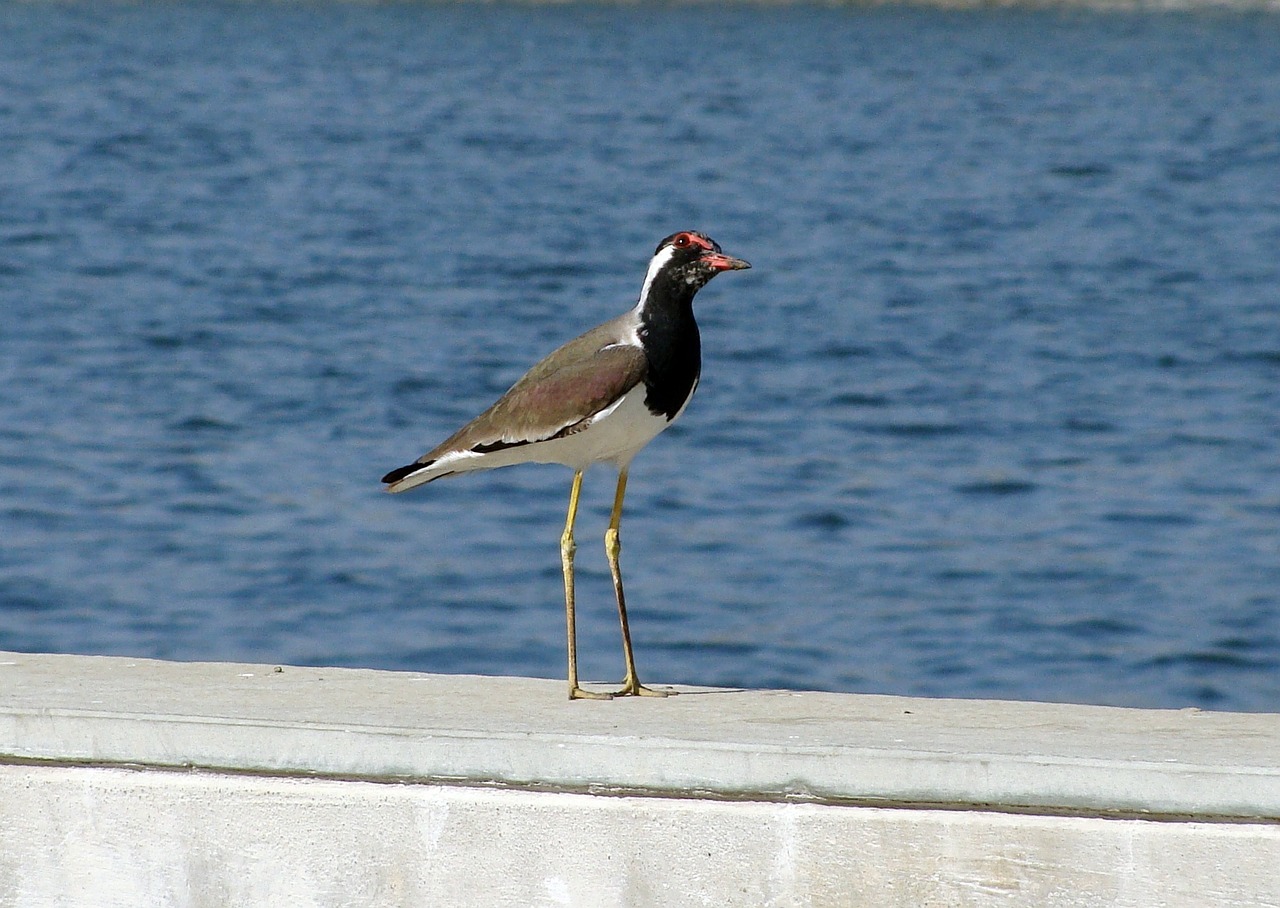 Paukštis, Upės Pakrantė, Kranto, Vanduo, Lapwing, Redwattled, Paukštis, Rūšis, Fauna, Sabarmati