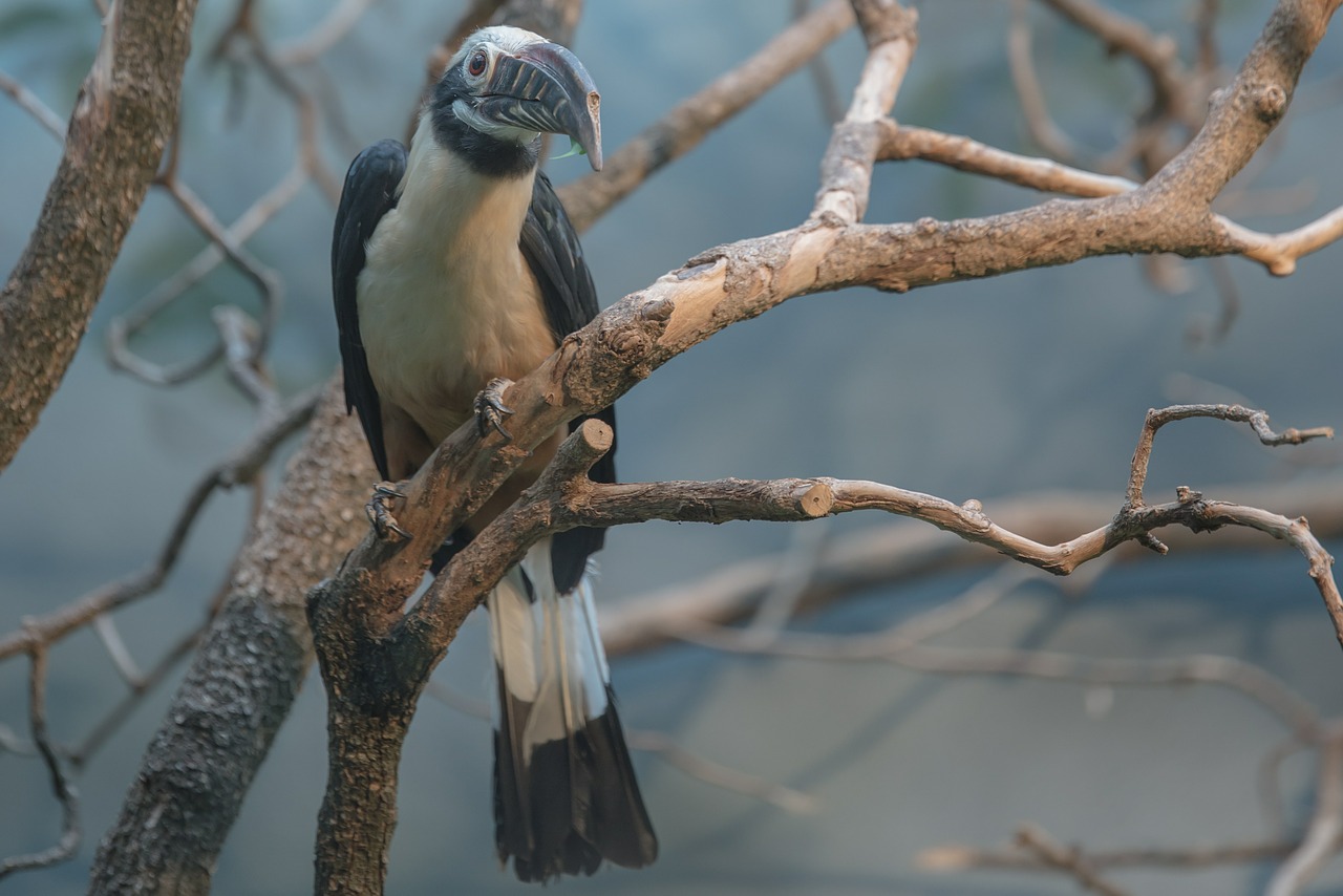 Paukštis, Zoologijos Sodas, Gyvūnas, Gyvūnų Pasaulis, Laukinės Gamtos Fotografija, Plumėjimas, Sąskaitą, Vandens Paukštis, Padaras, Egzotiškas