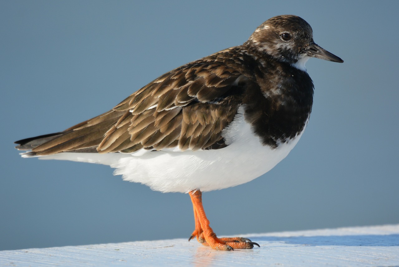 Paukštis, Gyvūnas, Gamta, Ruddy Turnstone, Nemokamos Nuotraukos,  Nemokama Licenzija