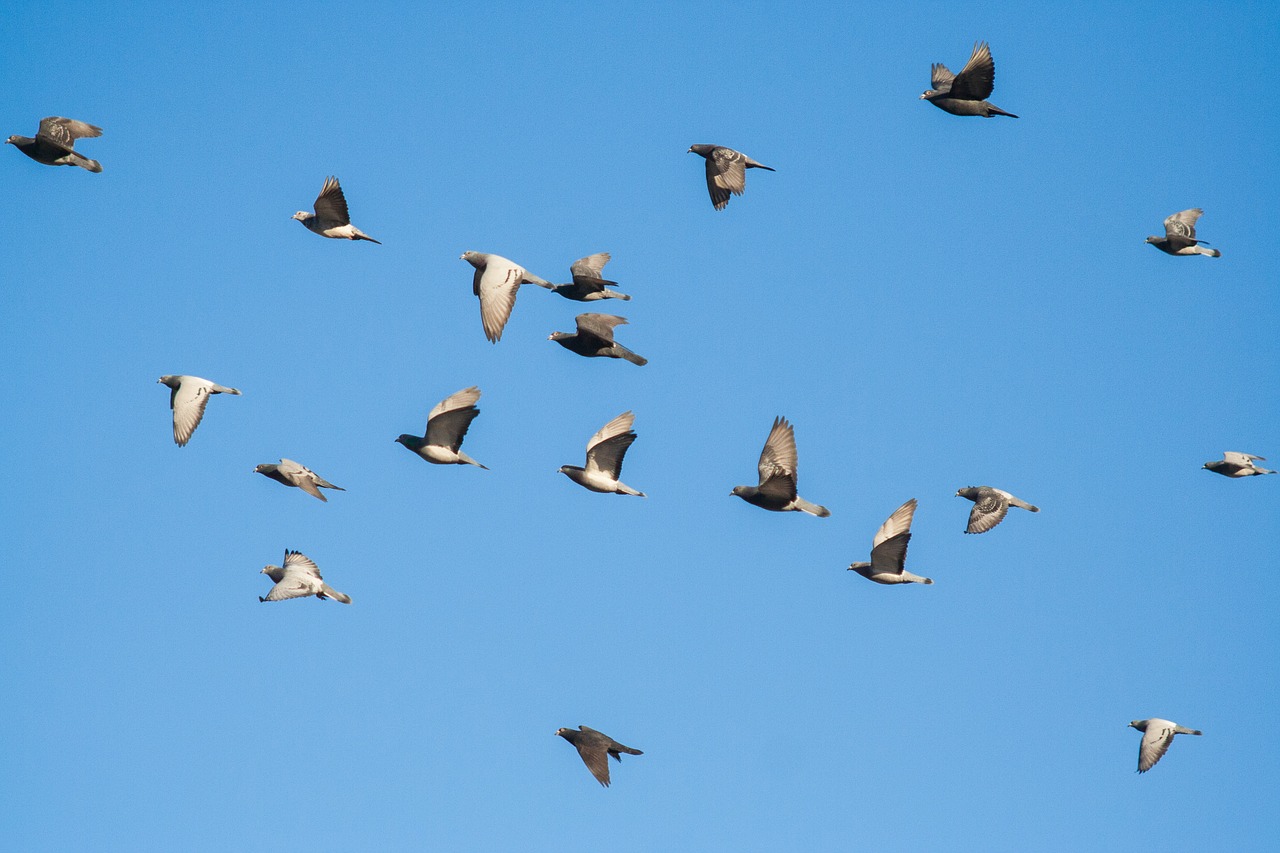 Paukštis, Swarm, Dangus, Skristi, Balandžiai, Paukščiai, Sparnas, Gyvūnas, Balandis, Gamta