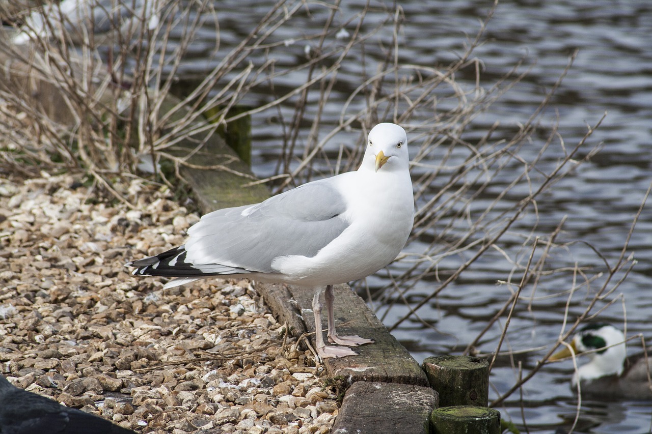 Paukštis, Fauna, Kajakas, Kepuraitė, Gamta, Gyvūnas, Laukinė Gamta, Laukiniai, Plunksna, Vandens Paukščiai