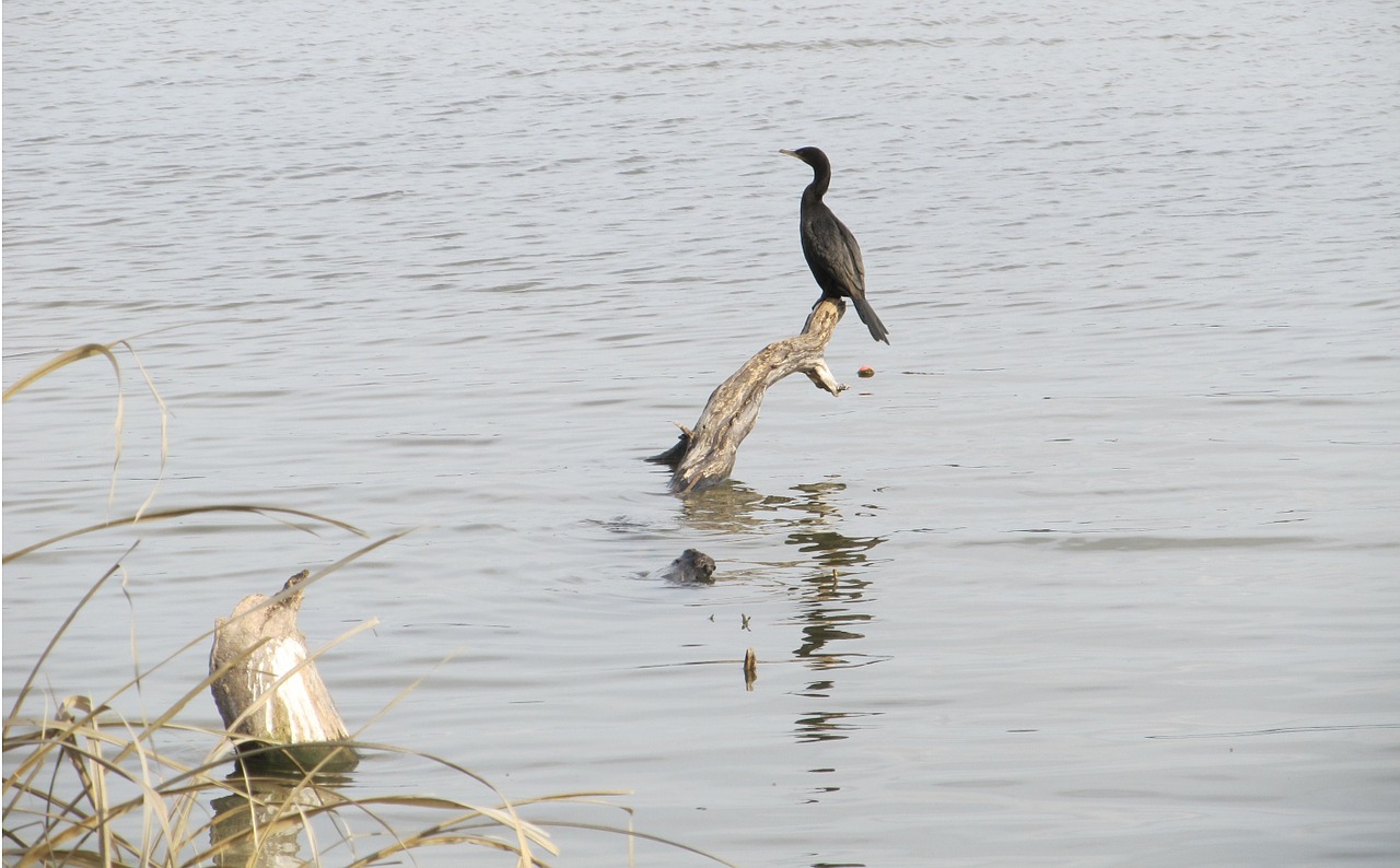 Paukštis, Kormoronas, Dvigubo Crested, Žurnalas, Ežeras, Vandens Paukštis, Gamta, Žiūri, Nemokamos Nuotraukos,  Nemokama Licenzija