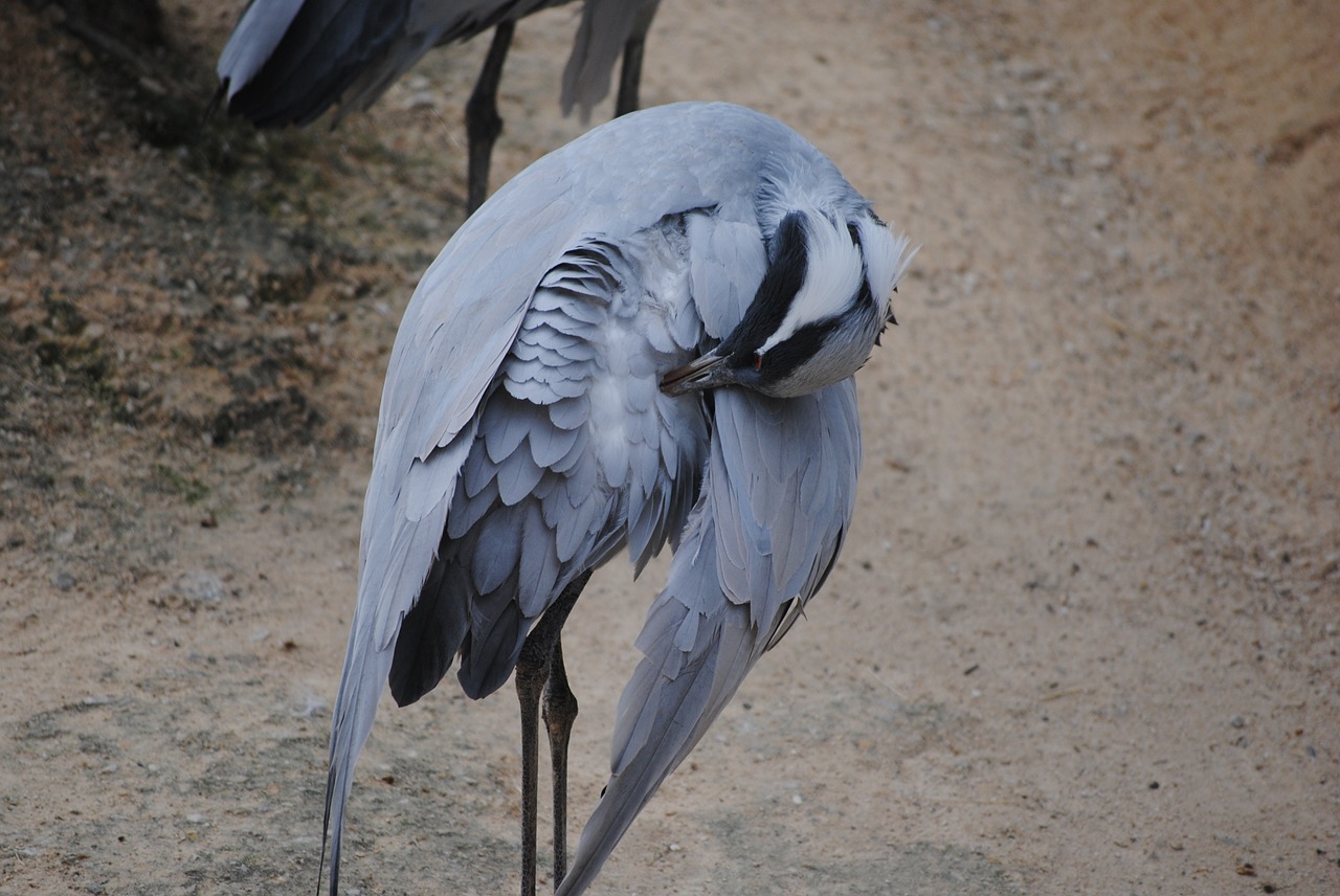 Paukštis, Gandras, Preening, Laukinė Gamta, Gamta, Snapas, Gyvūnas, Laukiniai, Balta, Ešeriai