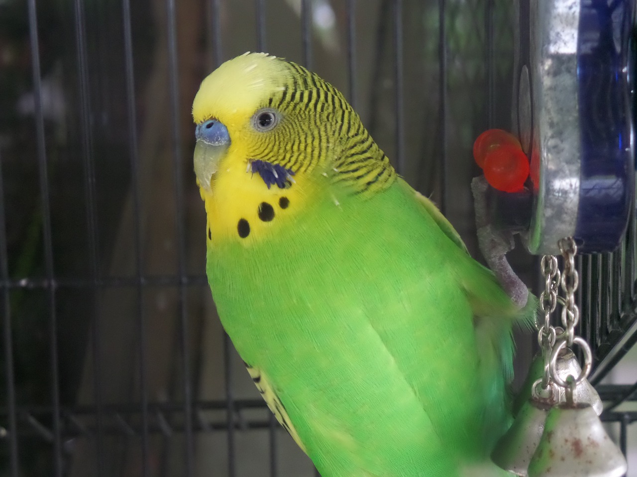 Paukštis, Budgie, Budgerigar, Parakeet, Gamta, Gyvūnas, Papūga, Naminis Gyvūnėlis, Mažas, Mielas