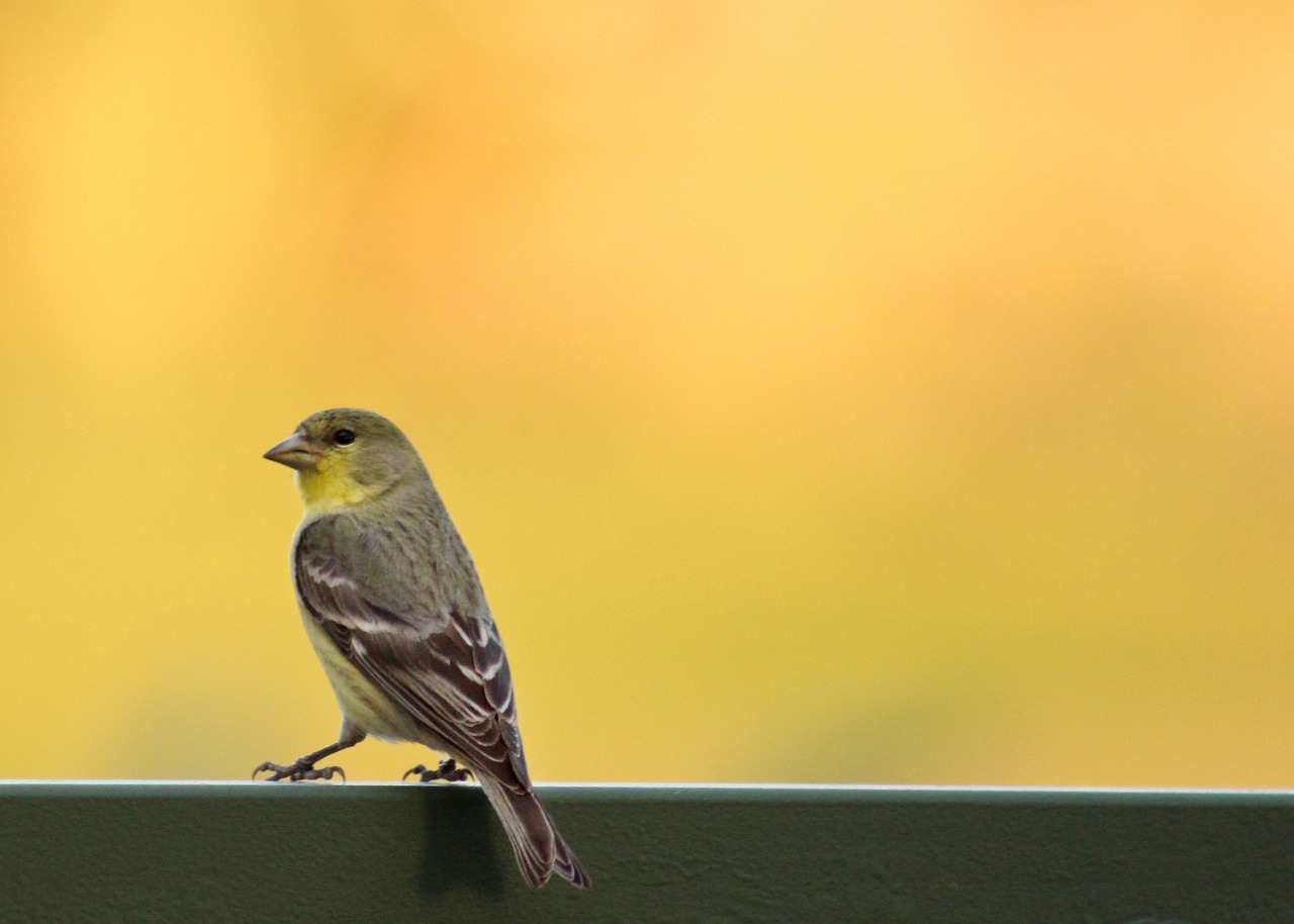 Paukštis, Finch, Gamta, Laukinė Gamta, Gyvūnas, Mažas, Geltona, Ešeriai, Nemokamos Nuotraukos,  Nemokama Licenzija