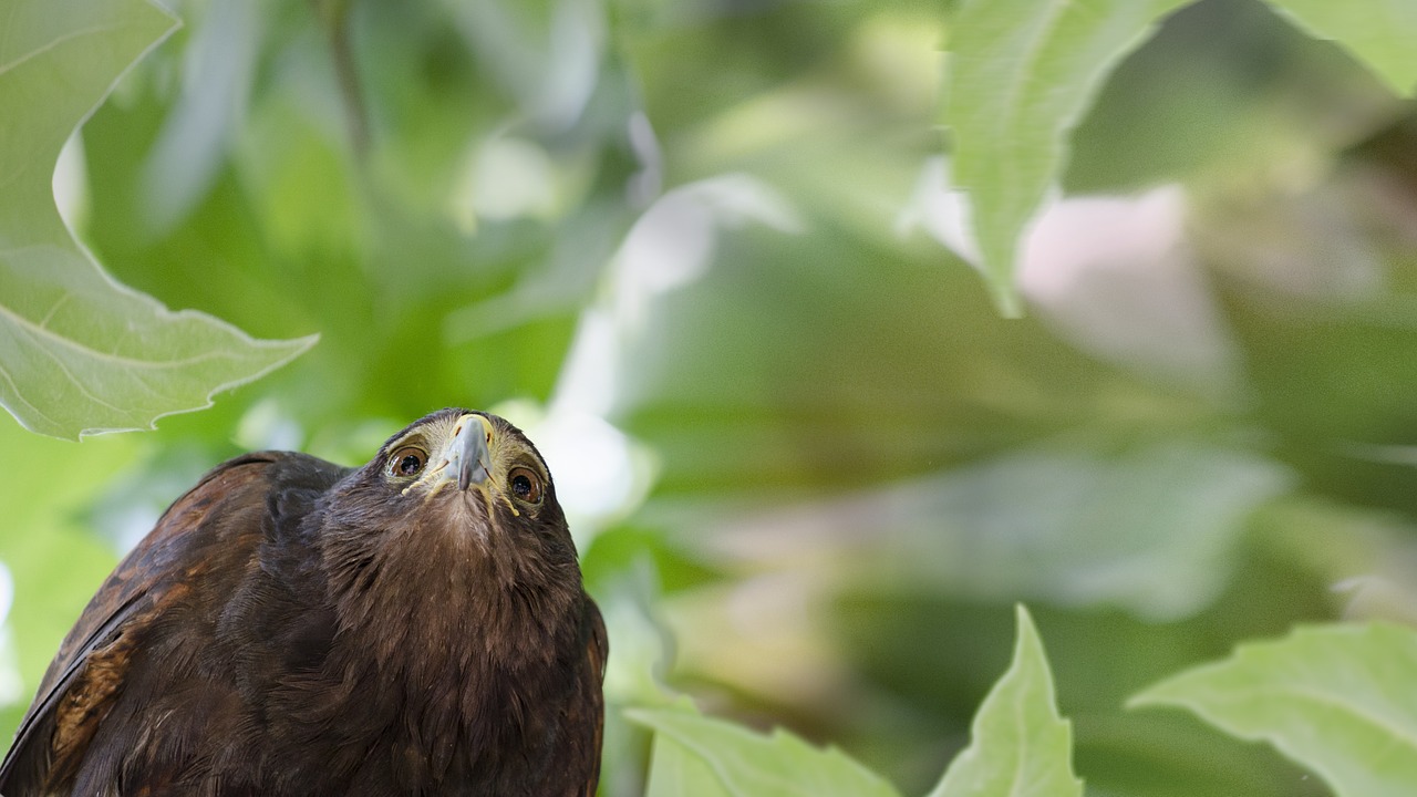 Paukštis, Falcon, Gamta, Snapas, Plėšrūnas, Laukiniai, Medžiojamųjų Paukščių, Žiūrėti, Raptoras, Nemokamos Nuotraukos