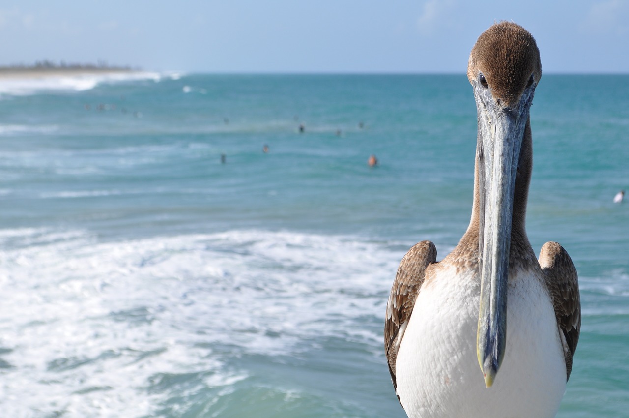 Paukštis, Vanduo, Vandenynas, Gamta, Jūra, Pelican, Nemokamos Nuotraukos,  Nemokama Licenzija