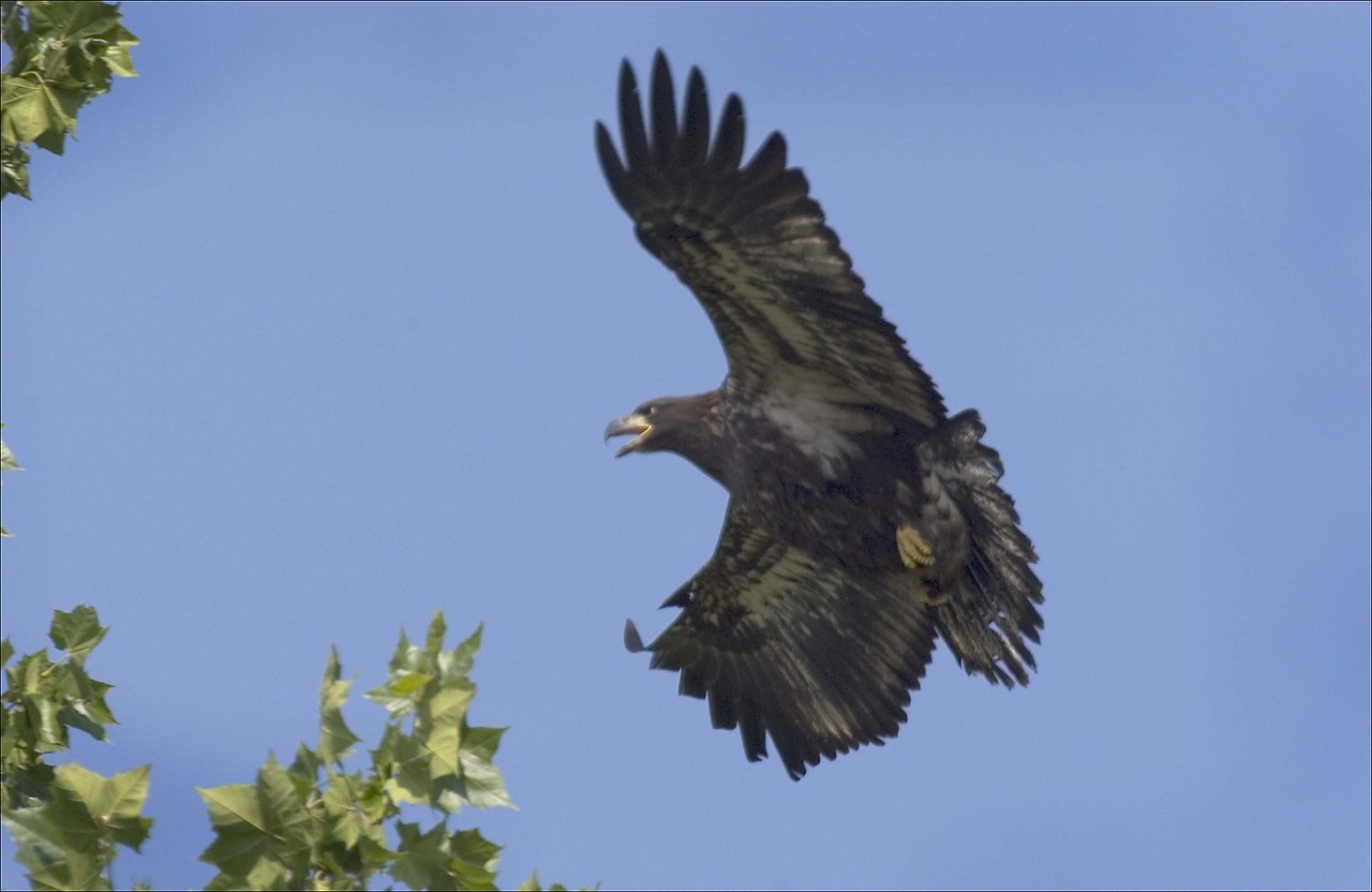 Paukštis, Erelis, Nuplikęs, Nesubrendusio, Skraidantis, Laukinė Gamta, Raptoras, Gamta, Simbolis, Plėšrūnas