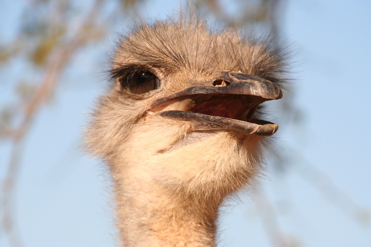 Paukštis,  Puokštė,  Gyvūnas,  Strutis,  Gamta,  Galva,  Afrika,  Portretas,  Laukinės Gamtos Fotografija,  Neskraidantis Paukštis