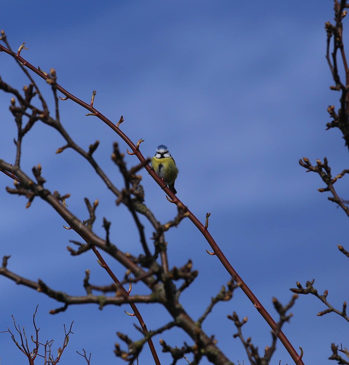 Paukštis,  Mėlynas Dantis,  Parus Caeruleus,  Plumėjimas,  Medis, Nemokamos Nuotraukos,  Nemokama Licenzija