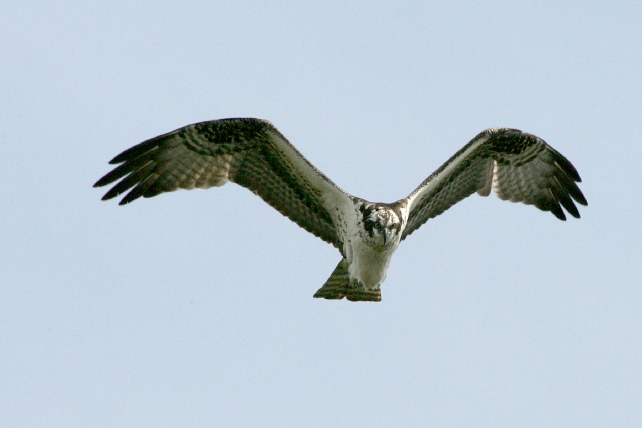 Paukštis, Osprey, Skraidantis, Laukinė Gamta, Gamta, Raptoras, Dangus, Vanagas, Talonai, Sparnai