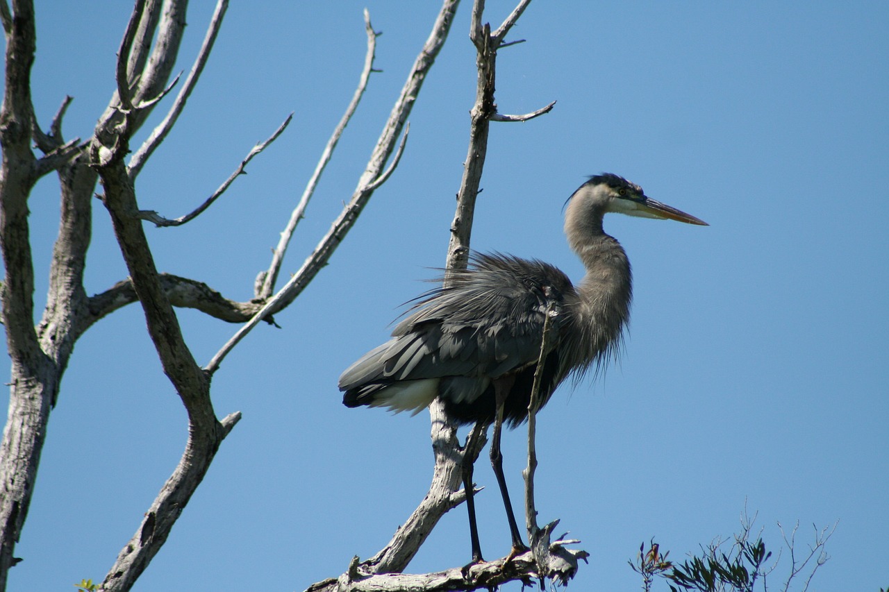 Paukštis, Everglades, Antis, Nemokamos Nuotraukos,  Nemokama Licenzija