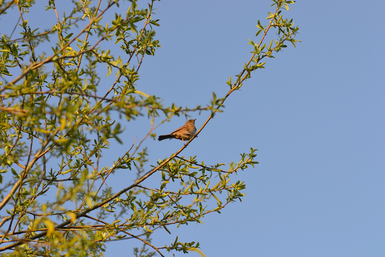 Paukštis, Dunnock, Medis, Gluosnis, Nemokamos Nuotraukos,  Nemokama Licenzija