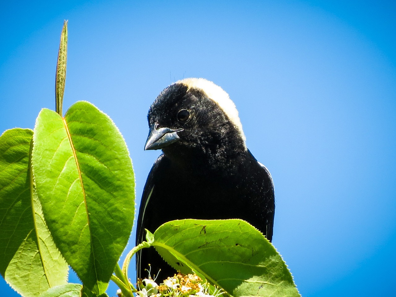 Paukštis,  Bobolink,  Juoda Paukštis,  Fauna,  Gyvūnas, Nemokamos Nuotraukos,  Nemokama Licenzija