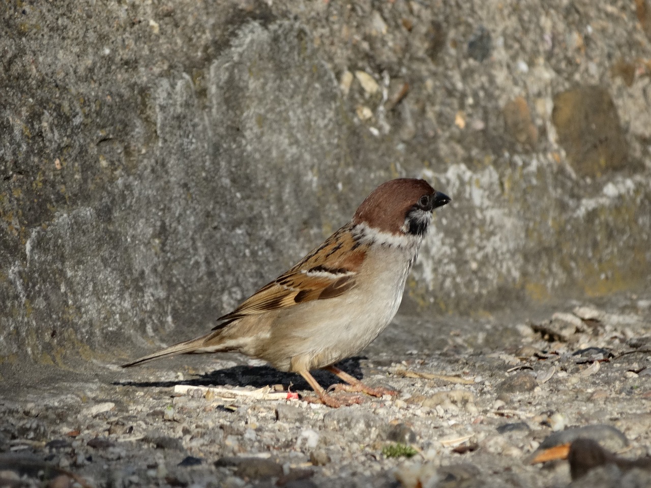 Paukštis,  Fauna,  Žvirblis,  Gamta, Nemokamos Nuotraukos,  Nemokama Licenzija