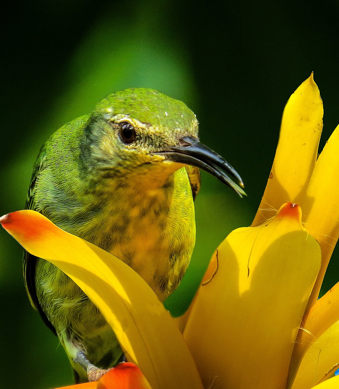 Paukštis,  Honeycreeper,  Uždaryti,  Spalvinga,  Spalva,  Žiedas,  Žydėti,  Sąskaitą,  Atogrąžų, Nemokamos Nuotraukos