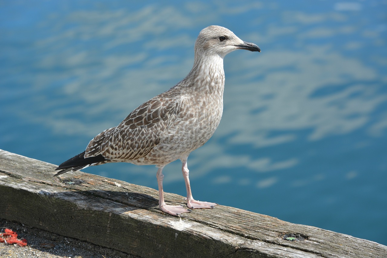 Paukštis, Fauna, Kepuraitė, Gamta, Gyvūnas, Gyvūnai, Jūros Paukštis, Vandenynas, Kajakas, Ornitologija