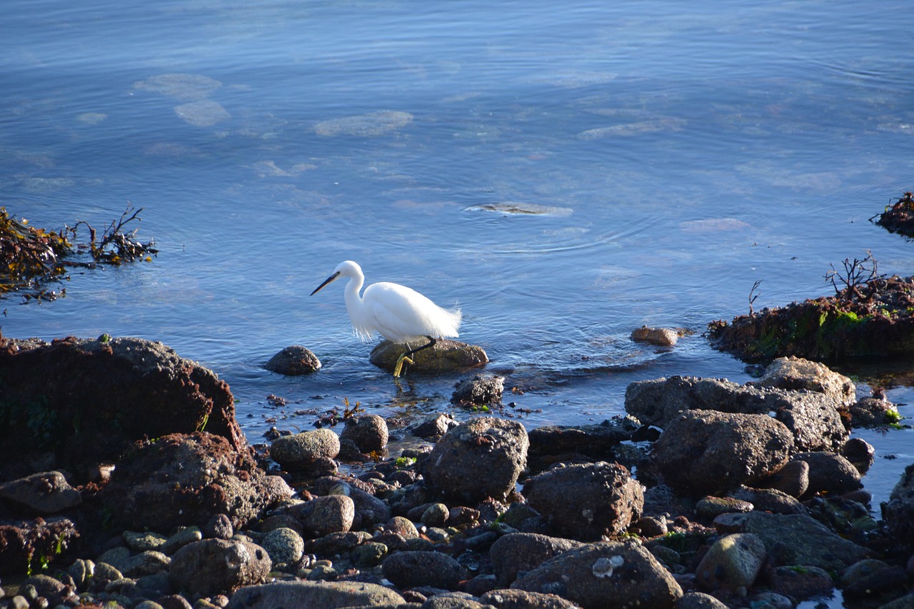 Paukštis, Egret, Wader, Fauna, Gyvūnas, Balta, Gamta, Gyvūnai, Vanduo, Laukiniai