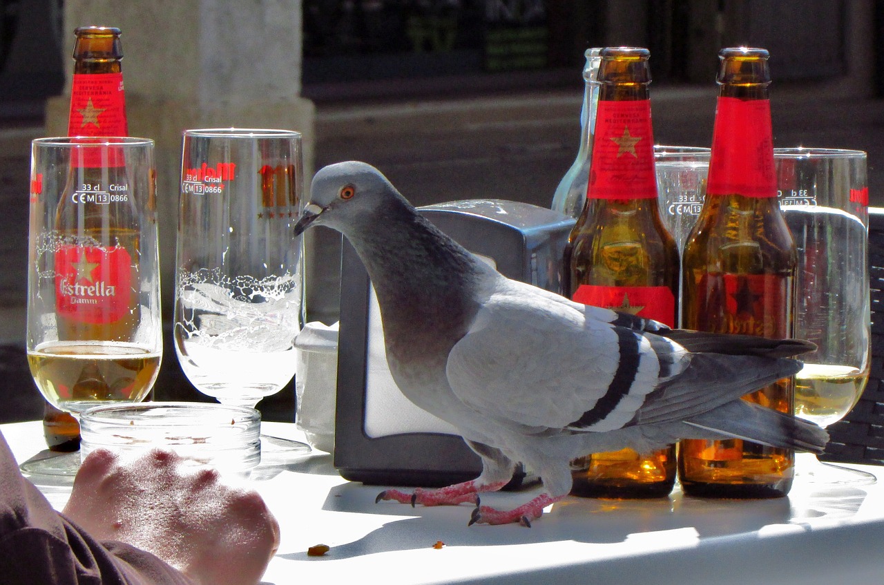 Paukštis, Ave, Sparnai, Gyvūnas, Gyvūnai, Costa Brava, Gyvūnų Pasaulis, Restoranas, Kavinė, Alus