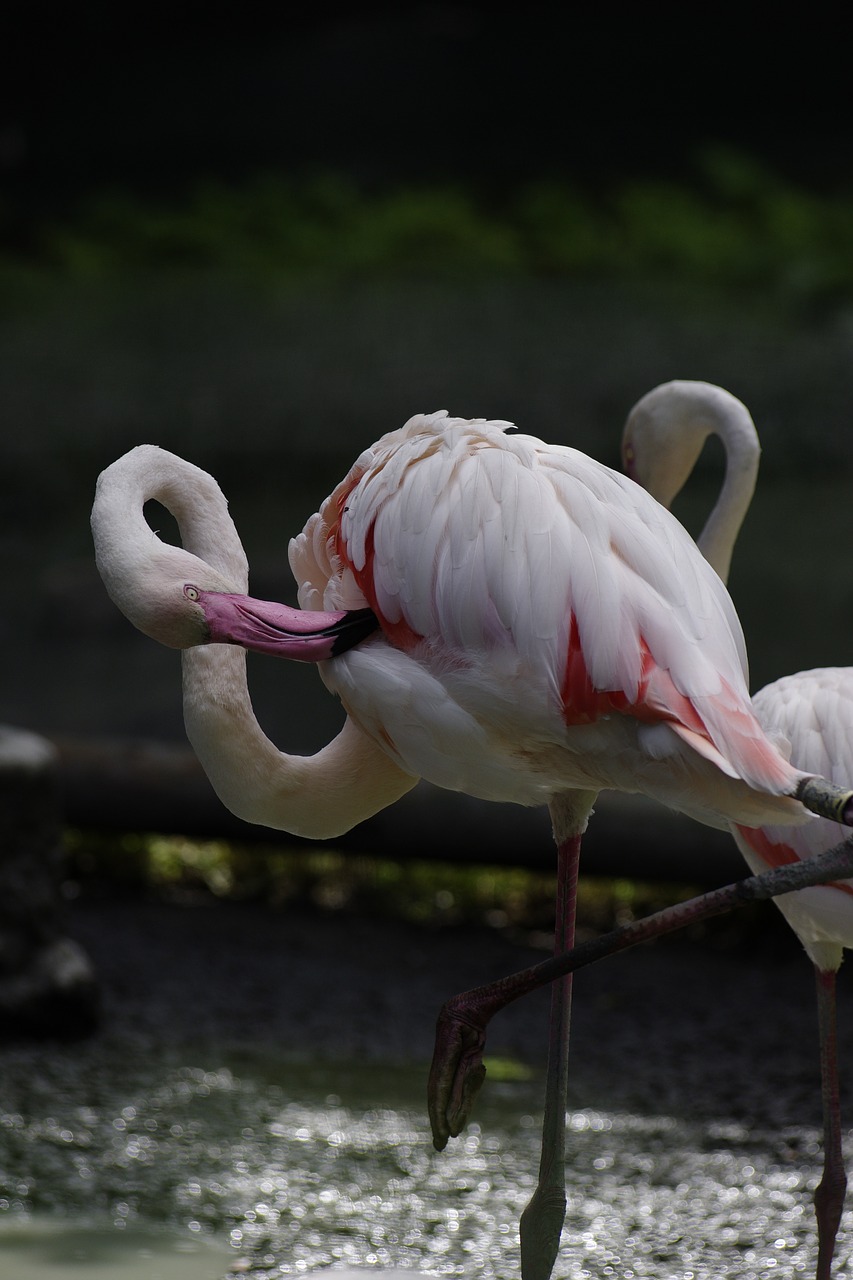 Paukštis, Flamingo, Zoologijos Sodas, Tallinn Zoo, Nemokamos Nuotraukos,  Nemokama Licenzija