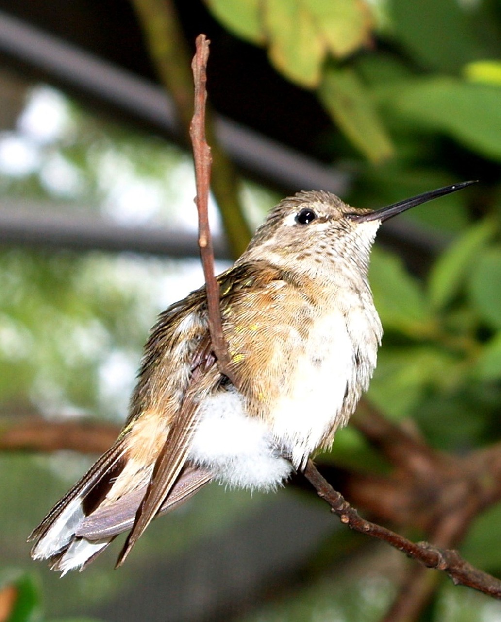 Paukštis,  Šakelė,  Iš Arti,  Mažas,  Plunksnos,  Sąskaitą,  Kolibris,  Gamta,  Filialas,  Pavasaris