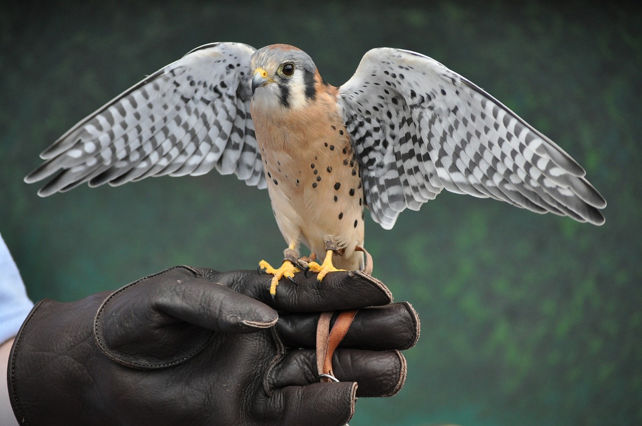 Paukštis, Zoologijos Sodas, Laukinė Gamta, Sparnas, Gamta, Falcon, Nemokamos Nuotraukos,  Nemokama Licenzija