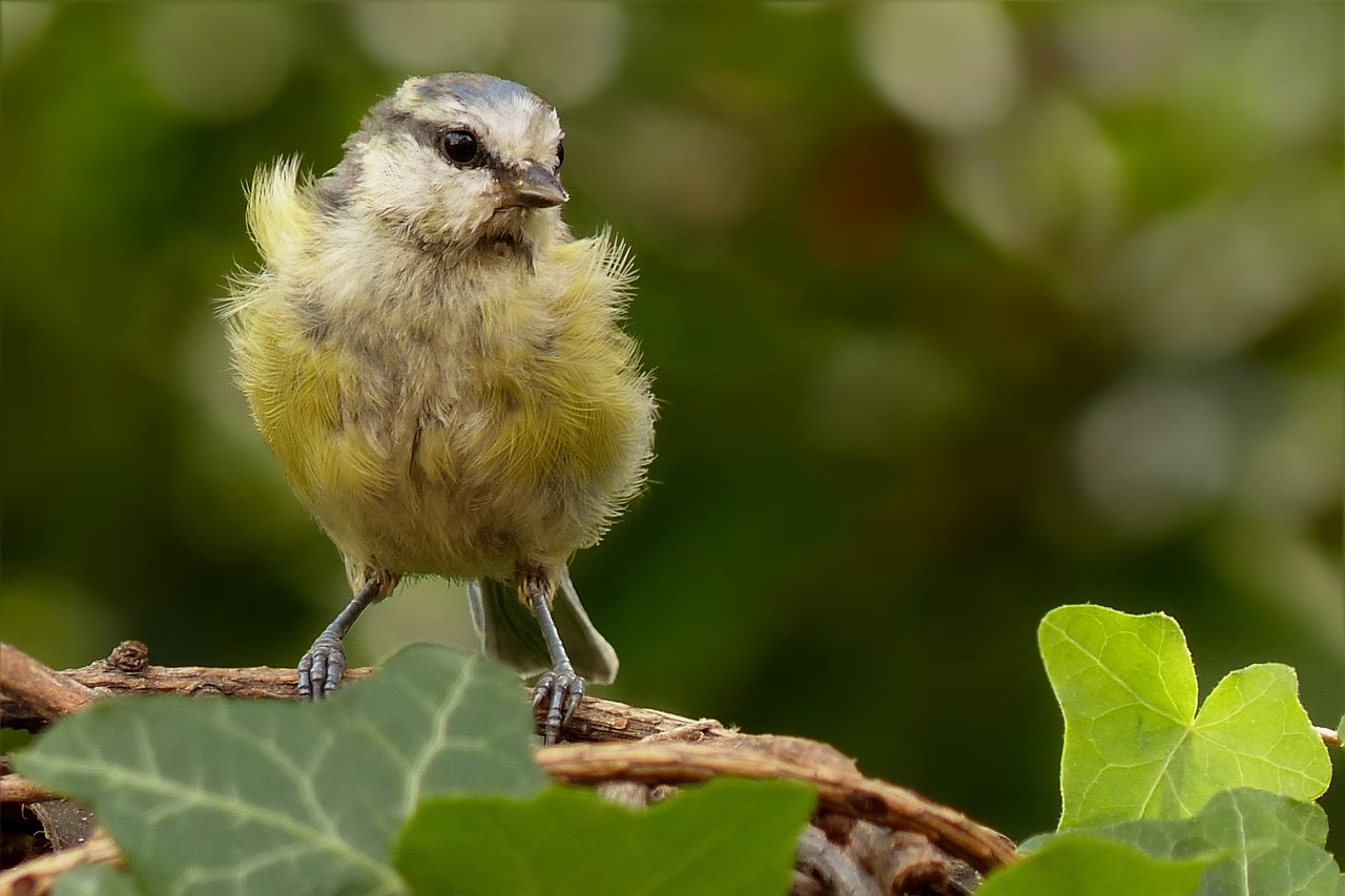 Paukštis,  Mėlynas Dantis,  Cyanistes Caeruleus,  Jaunas,  Maitinimas,  Sodas, Nemokamos Nuotraukos,  Nemokama Licenzija