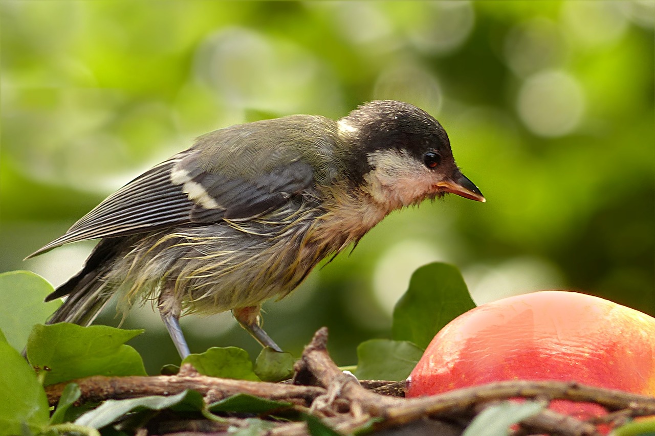 Paukštis,  Šunys,  Parus Majoras,  Jaunas,  Maitinimo Vieta,  Badas,  Sodas, Nemokamos Nuotraukos,  Nemokama Licenzija