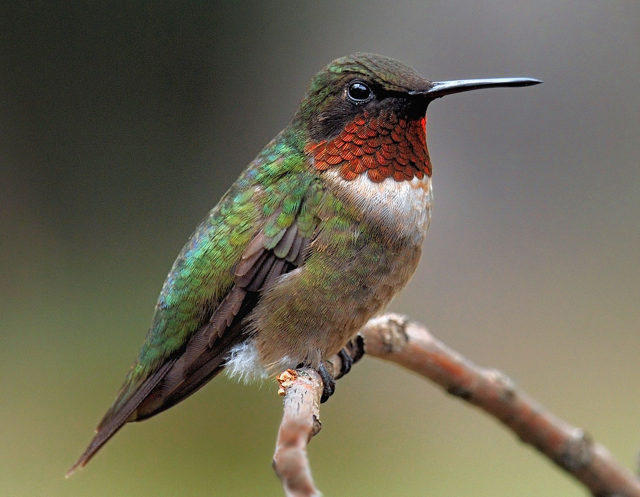 Paukštis,  Humminga Paukštis,  Hummingas,  Gamta,  Kolibris,  Skrydis,  Sparnas,  Laukinė Gamta,  Spalvinga,  Vasara