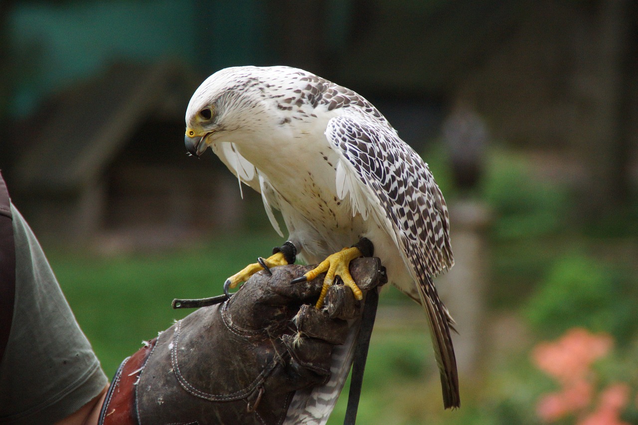 Paukštis,  Raptoras,  Salkūnai,  Plėšrusis Paukštis,  Plunksna,  Gamta,  Gyvūnų Pasaulis,  Skrydis,  Sąskaitą,  Mokymas