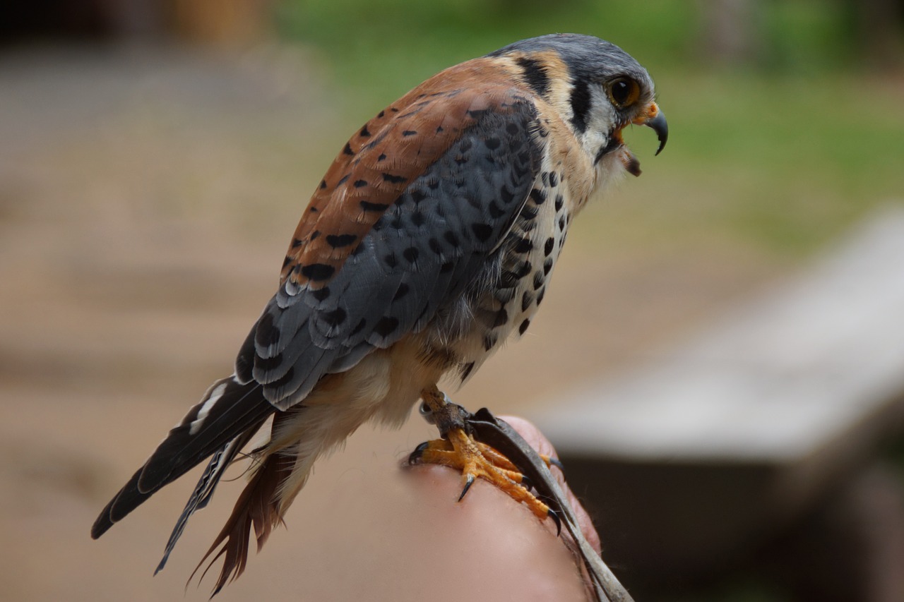 Paukštis,  American Kestrel,  Salkūnai,  Ruhla,  Raptoras,  Falcon,  Plėšrusis Paukštis,  Falkner,  Miškas,  Gyvūnų Pasaulis