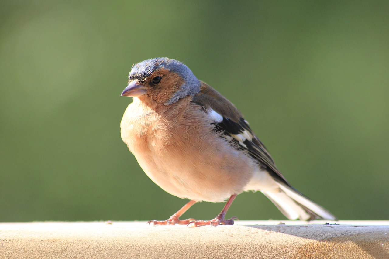 Paukštis, Finch, Mažas, Gyvūnas, Laukinė Gamta, Miškas, Gamta, Paukštis, Nemokamos Nuotraukos,  Nemokama Licenzija