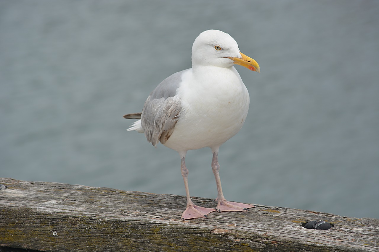 Paukštis, Kepuraitė, Gyvūnas, Jūros Paukštis, Gamta, Jūra, Fauna, Gyvūnai, Ornitologija, Laukiniai