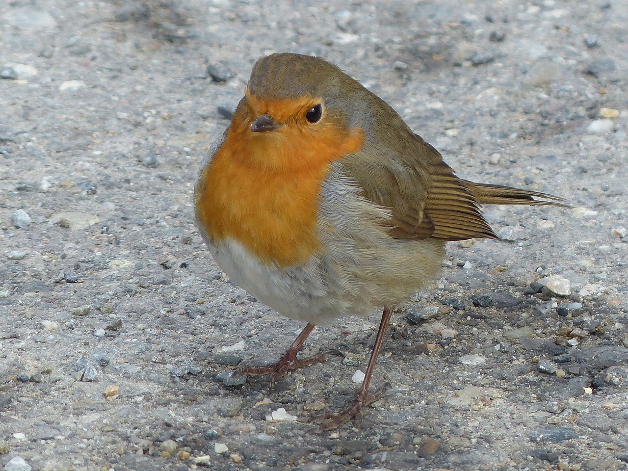 Paukštis, Robin, Gyvūnas, Erithacus Rubecula, Rūšis, Senas Pasaulinis Flycatcher, Muscicapidae, Gražus, Graži, Nemokamos Nuotraukos