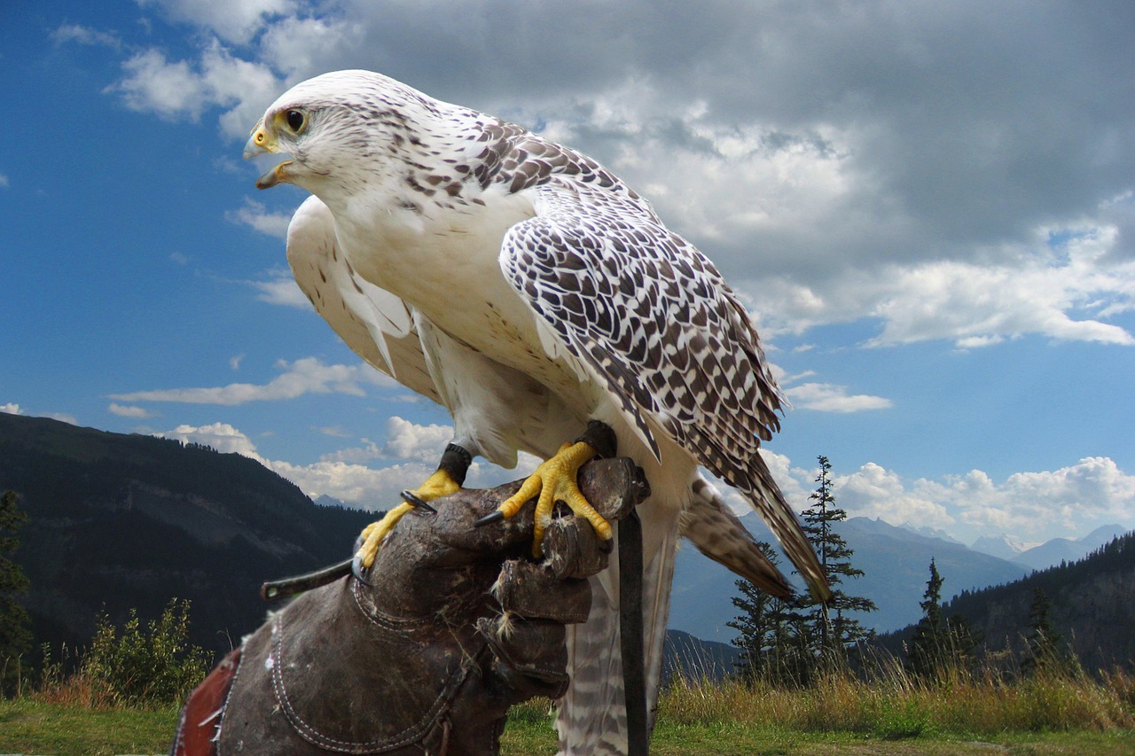 Paukštis, Raptoras, Portretas, Skristi, Gamta, Plėšrusis Paukštis, Salkūnai, Nemokamos Nuotraukos,  Nemokama Licenzija