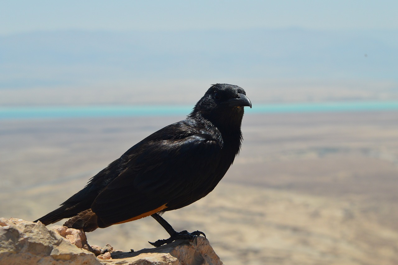 Paukštis, Negyvoji Jūra, Izraelis, Masada, Nemokamos Nuotraukos,  Nemokama Licenzija
