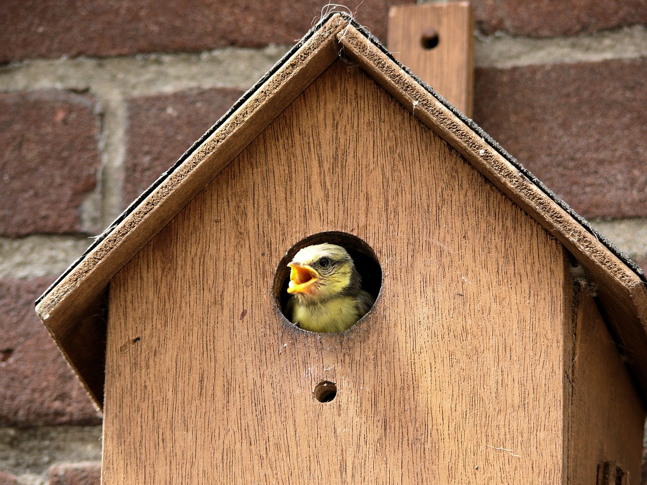 Paukštis, Pimpelmeesje, Birdhouse, Nemokamos Nuotraukos,  Nemokama Licenzija