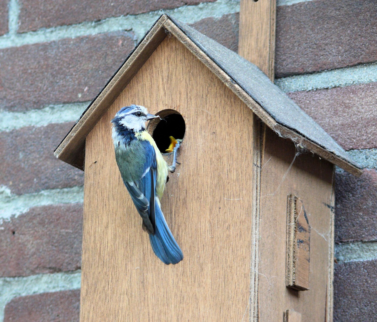 Paukštis, Pimpelmeesje, Birdhouse, Nemokamos Nuotraukos,  Nemokama Licenzija