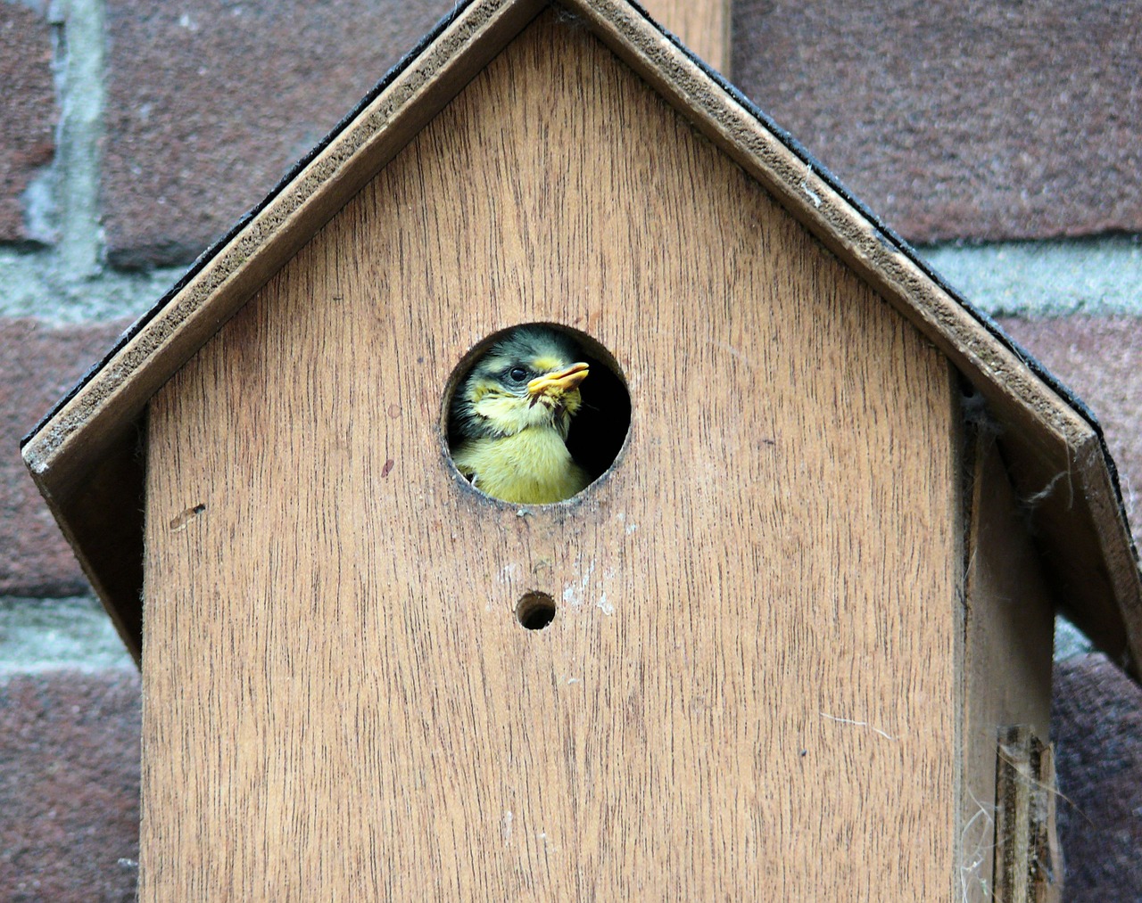 Paukštis, Pimpelmeesje, Birdhouse, Nemokamos Nuotraukos,  Nemokama Licenzija