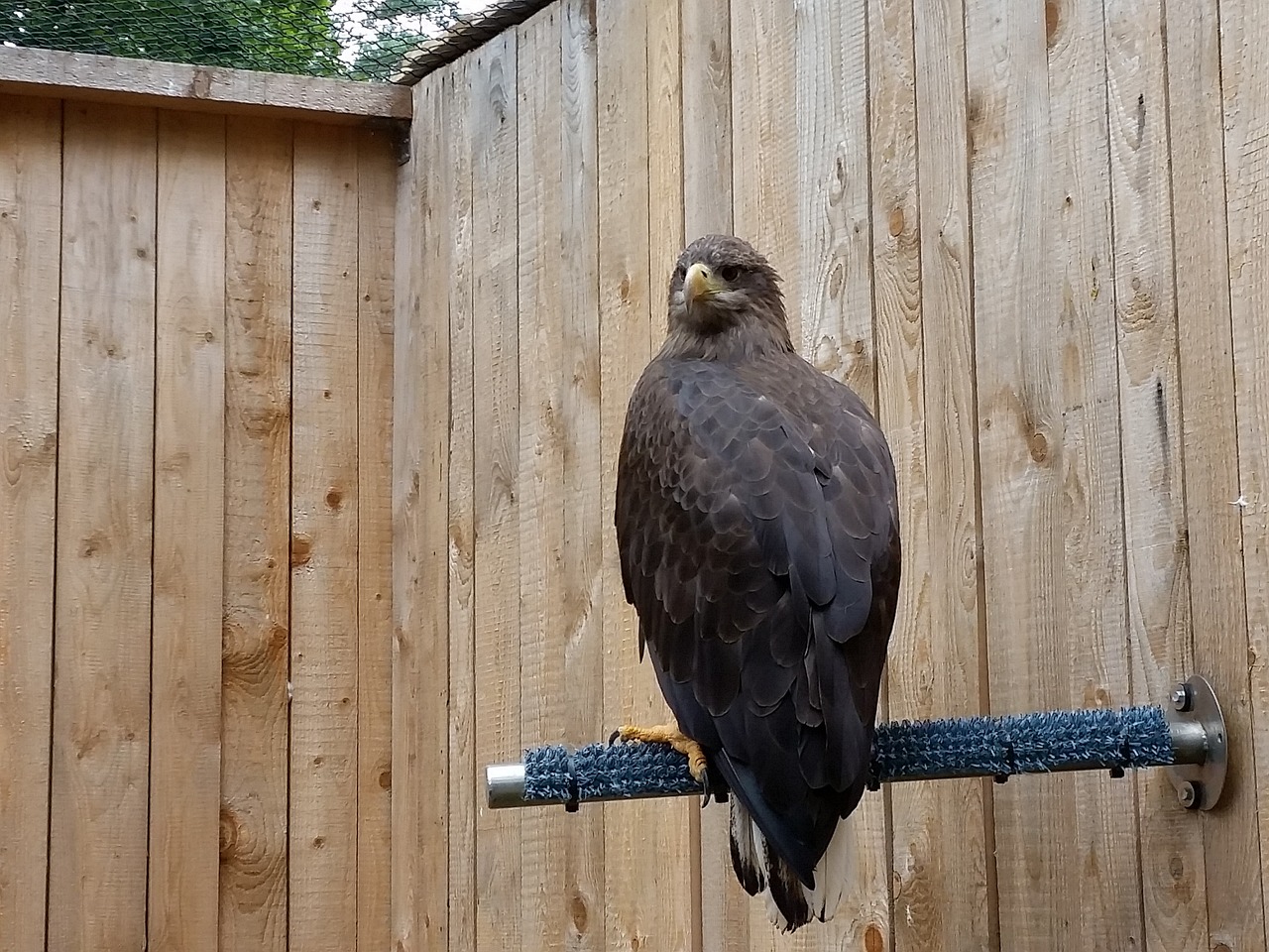 Paukštis, Plėšrūnas, Laukinis Gyvūnas, Padaras, Gyvūnas, Plėšrusis Paukštis, Plunksna, Sąskaitą, Raptoras, Nemokamos Nuotraukos