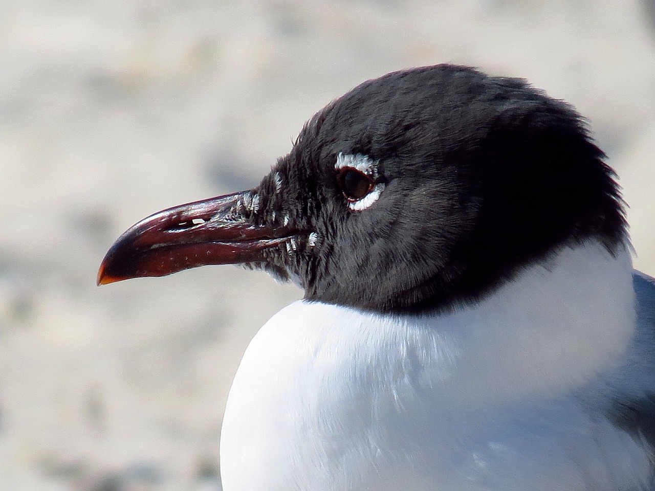 Kajakas, Paukštis, Snapas, Juoda Galva, Iš Arti, Portretas Gyvūnas, Fauna, Papludimys, Nemokamos Nuotraukos,  Nemokama Licenzija