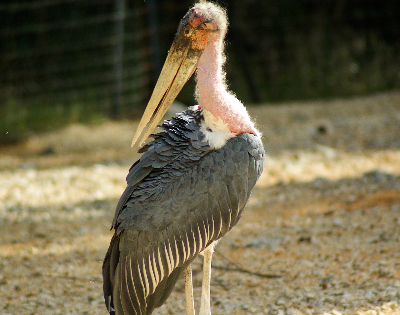 Paukštis, Marabou, Snapas, Wader, Nemokamos Nuotraukos,  Nemokama Licenzija