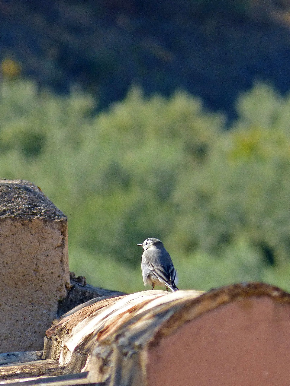 Paukštis, Motacilla Alba, Stogas, Nemokamos Nuotraukos,  Nemokama Licenzija