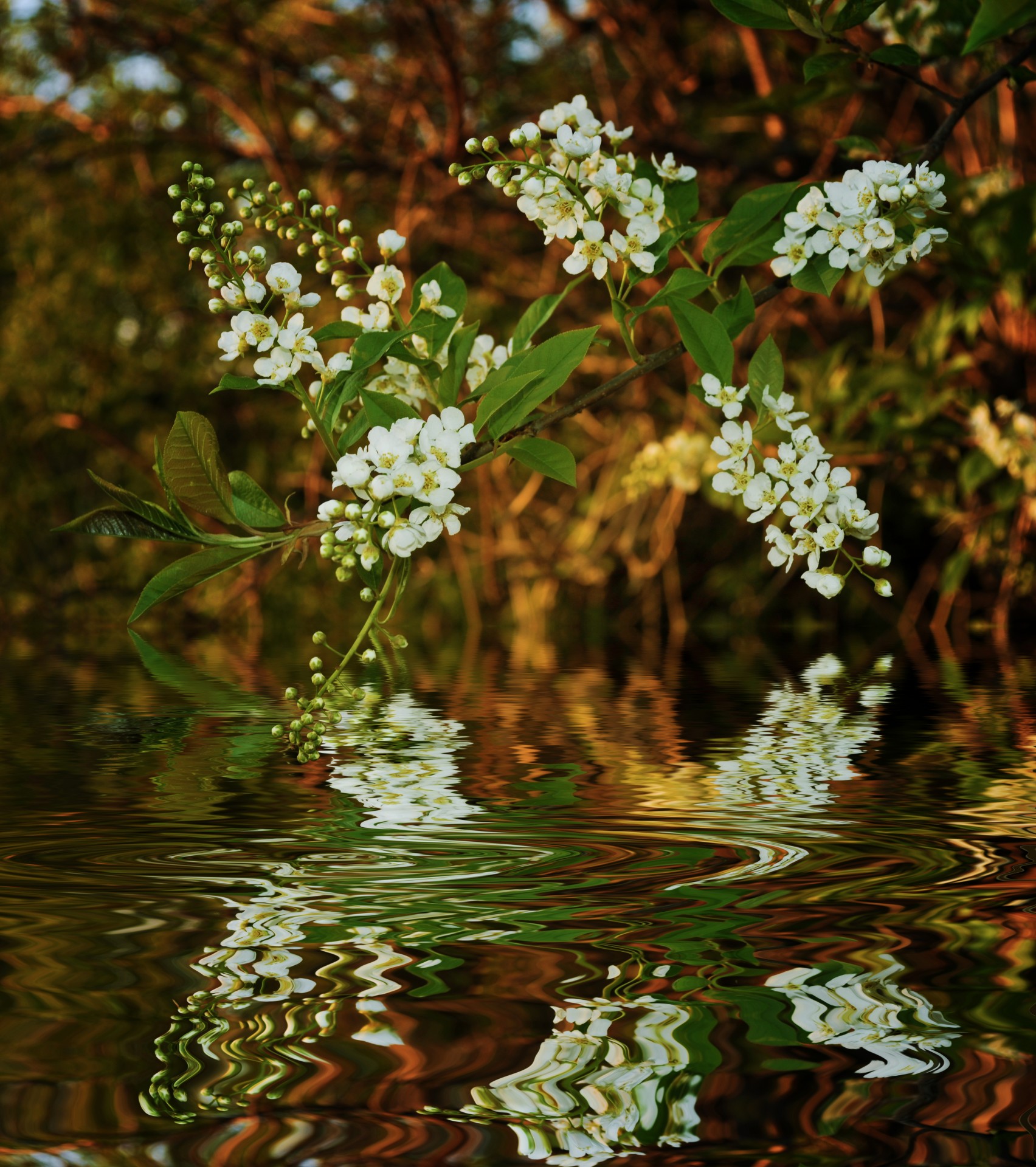 Fonas,  Uogos,  Filialai,  Šviesus,  Vyšnia,  Gėlė,  Žydėjimas,  Miškas,  Sodas,  Lapai