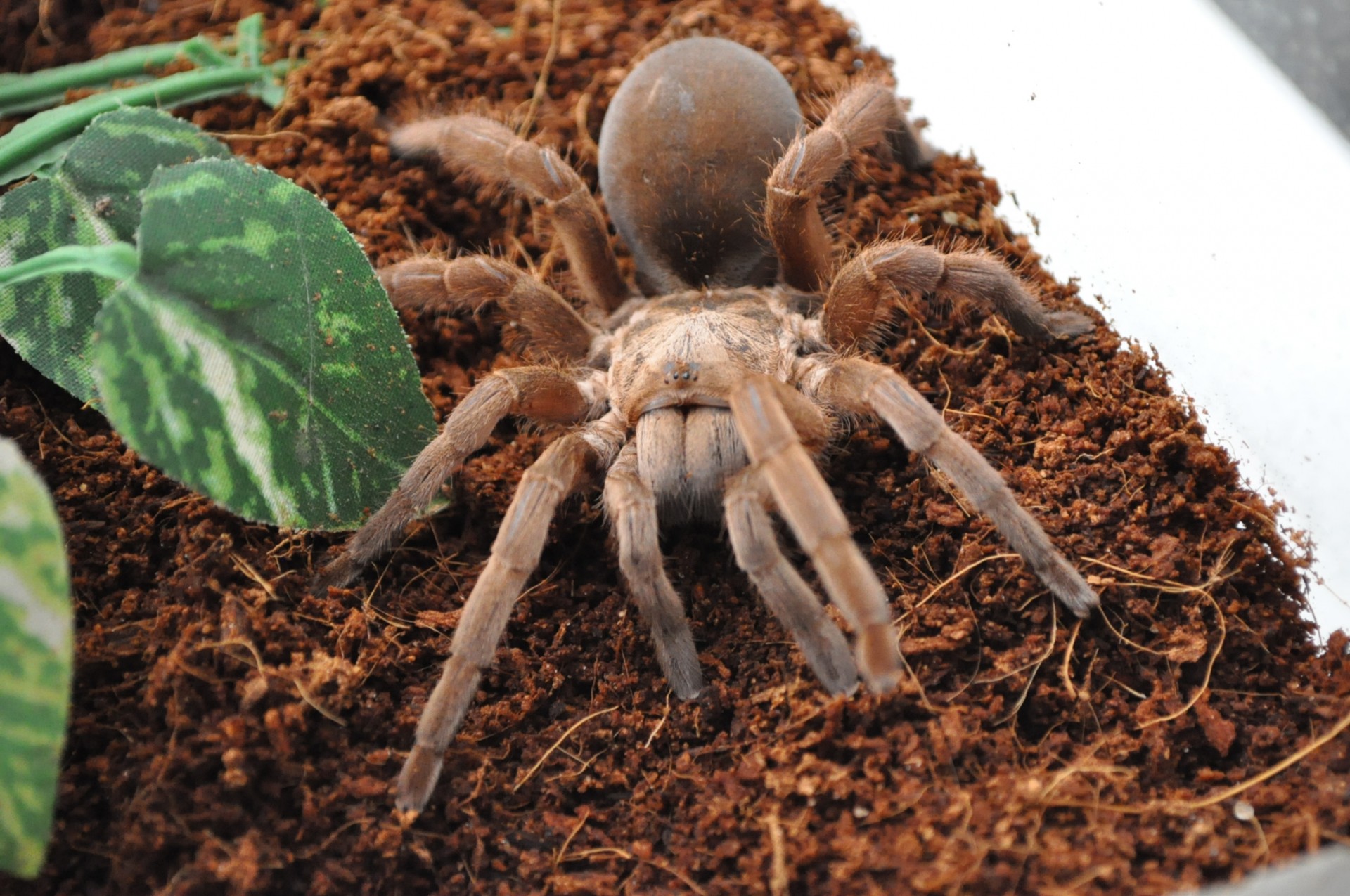 Voras,  Tarantula,  Arachnid,  Paukštis Valgydamas Tarantulas, Nemokamos Nuotraukos,  Nemokama Licenzija