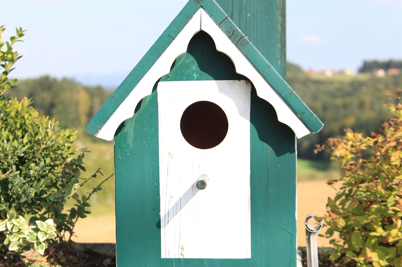 Paukščių Maitintojas, Paukštis, Aviary, Paukščiai, Maitinti, Žalias, Žiema, Šunys, Paukščių Sėkla, Saulėgrąžų Sėklos