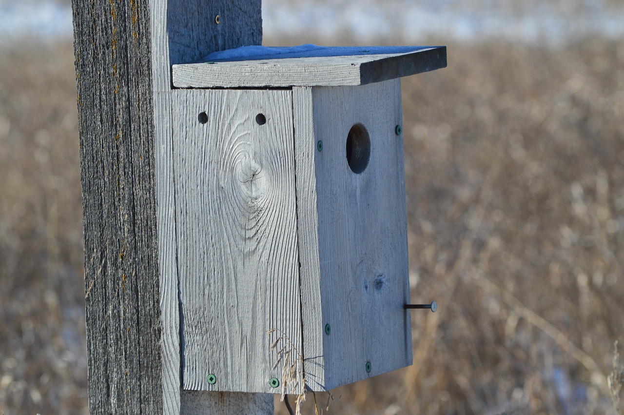 Paukščių Namai, Prairiečiai, Gamta, Saskatchewan, Kanada, Mediena, Medinis, Parkas, Aplinka, Ūkis