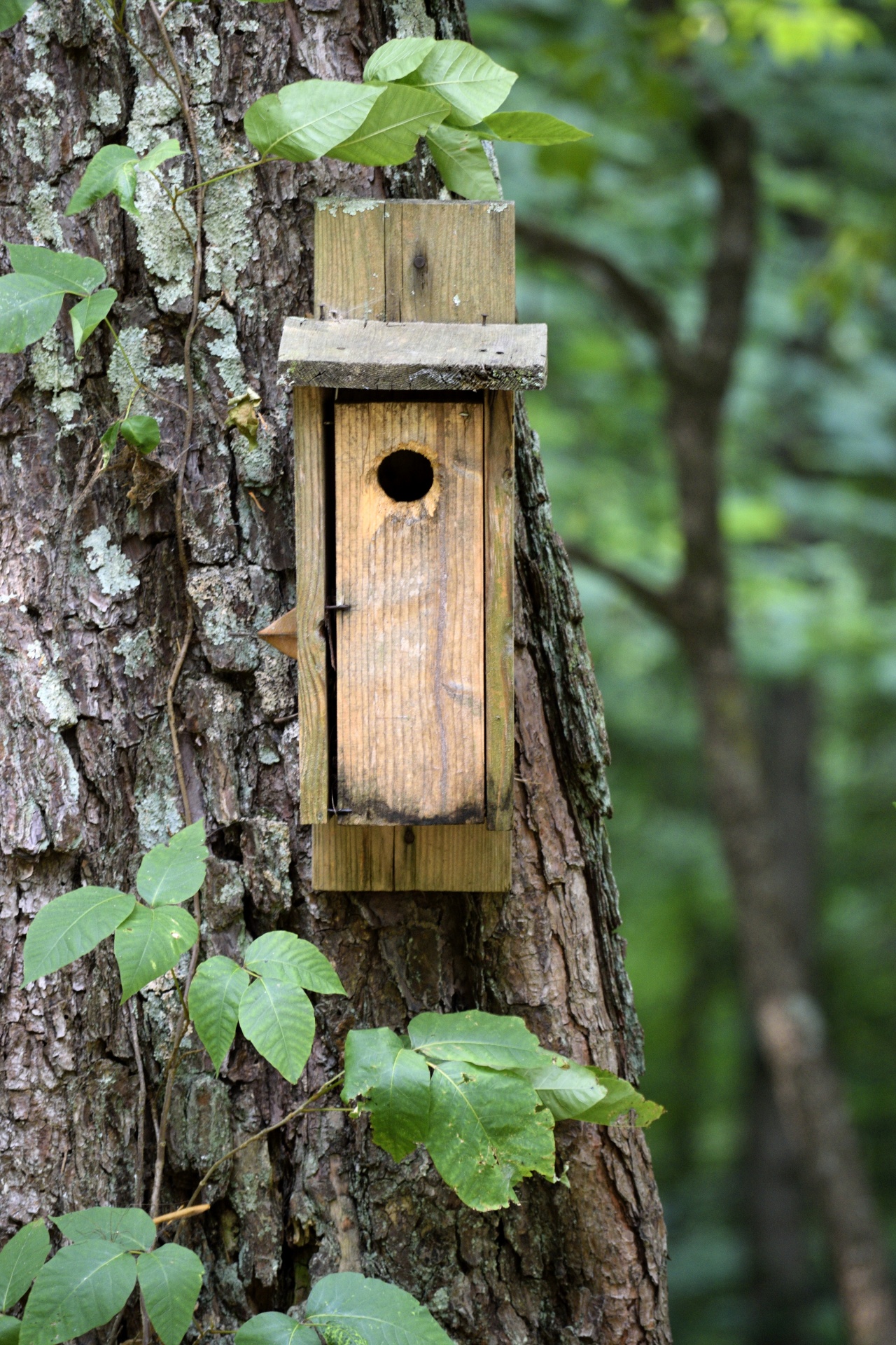 Gyvūnas,  Beržas,  Paukštis,  Birdhouse,  Dėžė,  Priežiūra,  Miškas,  Rankų Darbo,  Pakabinti,  Namai