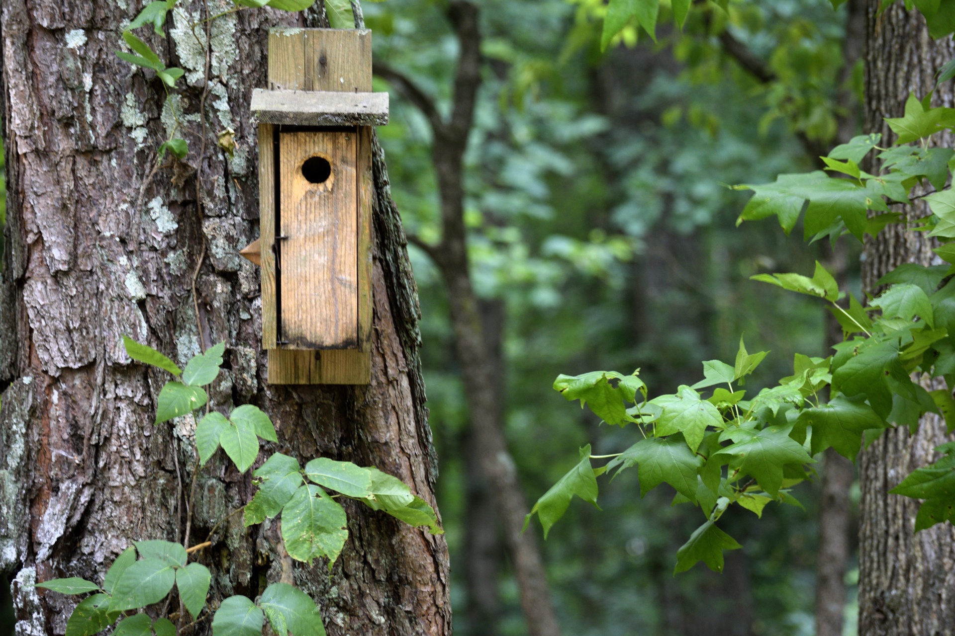 Gyvūnas,  Beržas,  Paukštis,  Birdhouse,  Dėžė,  Priežiūra,  Miškas,  Rankų Darbo,  Pakabinti,  Namai